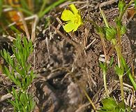 Potentilla plattensis