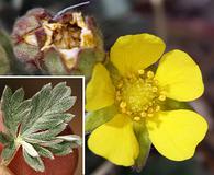 Potentilla pseudosericea