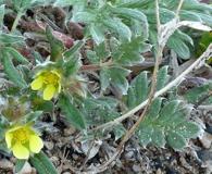 Potentilla pulchella