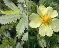 Potentilla recta