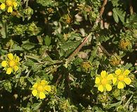 Potentilla rivalis