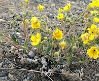 Potentilla subgorodkovii