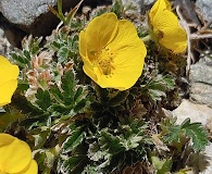 Potentilla subjuga