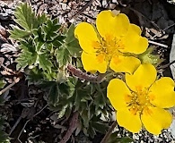 Potentilla subvahliana