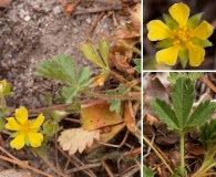 Potentilla subviscosa