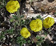 Potentilla uniflora