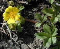 Potentilla wheeleri