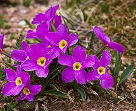 Primula angustifolia