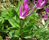 Primula austrofrigida