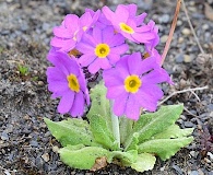 Primula borealis