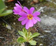 Primula cuneifolia