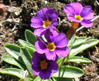 Primula cusickiana