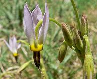 Primula fragrans