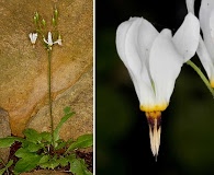 Primula frenchii