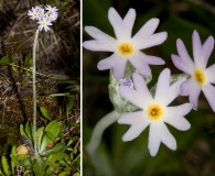 Primula incana