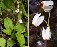 Primula latiloba