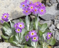 Primula laurentiana