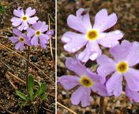 Primula mistassinica