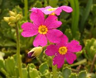 Primula suffrutescens