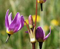 Primula tetrandra