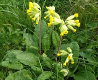 Primula veris