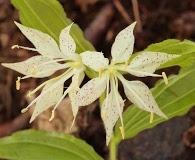 Prosartes maculata