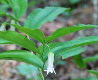 Prosartes smithii