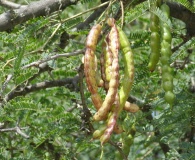 Prosopis laevigata