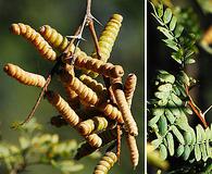 Prosopis pubescens