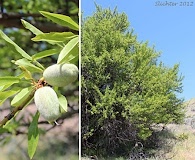 Prunus amygdalus