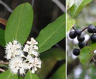 Prunus caroliniana