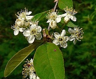 Prunus emarginata