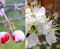 Prunus mexicana