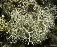 Pseudevernia cladonia