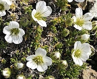 Pseudocherleria macrocarpa