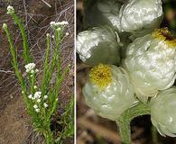 Pseudognaphalium californicum