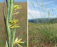 Pseudoroegneria spicata