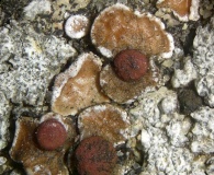 Psora pseudorussellii