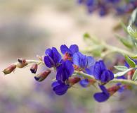 Psorothamnus arborescens