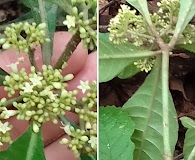 Psychotria tenuifolia