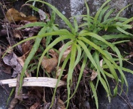 Pteris multifida