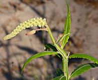 Pterocaulon pycnostachyum