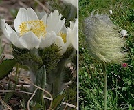 Pulsatilla occidentalis