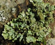 Punctelia appalachensis