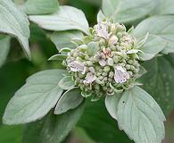 Pycnanthemum albescens