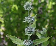 Pycnanthemum californicum