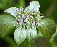 Pycnanthemum incanum