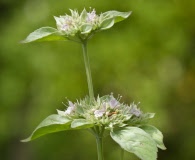 Pycnanthemum loomisii