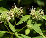 Pycnanthemum montanum