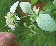 Pycnanthemum pycnanthemoides